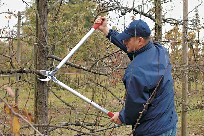 Škare za grane Felco 231