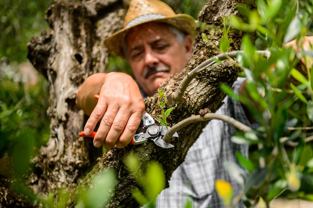 Škare voćarske ERGO LIGHT 21 CM, asimetrični nož - Slika 2