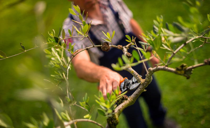Škare voćarske ERGO LIGHT 21 , simetrični nož - Slika 2