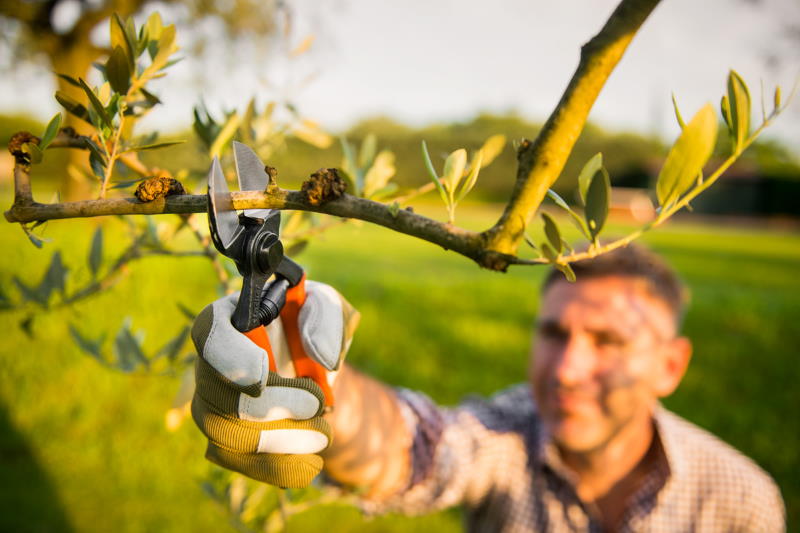 Škare voćarske s dvije oštrice 21 CM, decentrirana oštrica - Slika 2